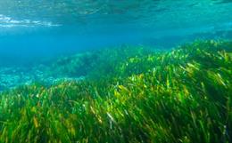 Exploring the Ocean’s Textile Potential